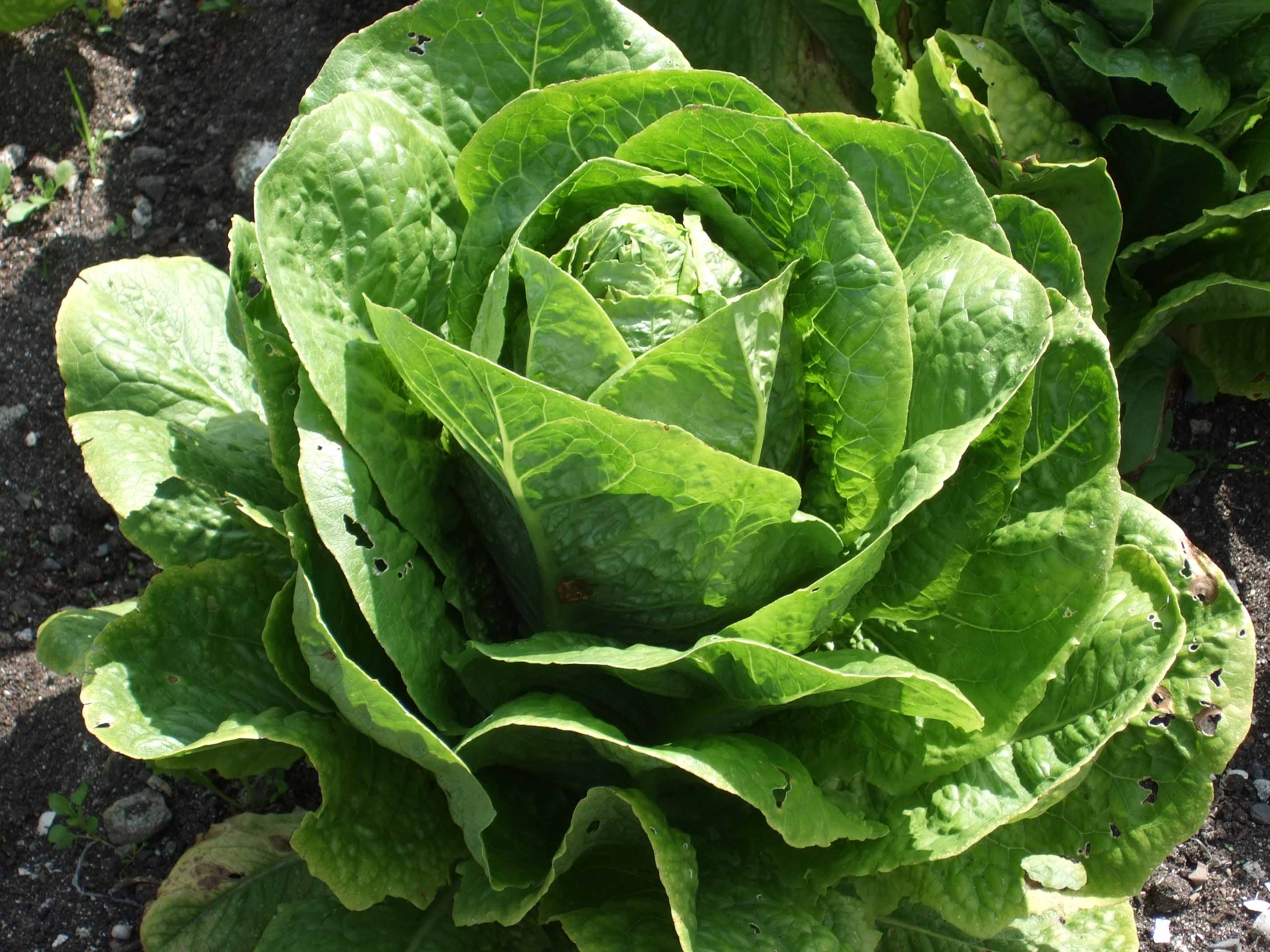 our lettuce